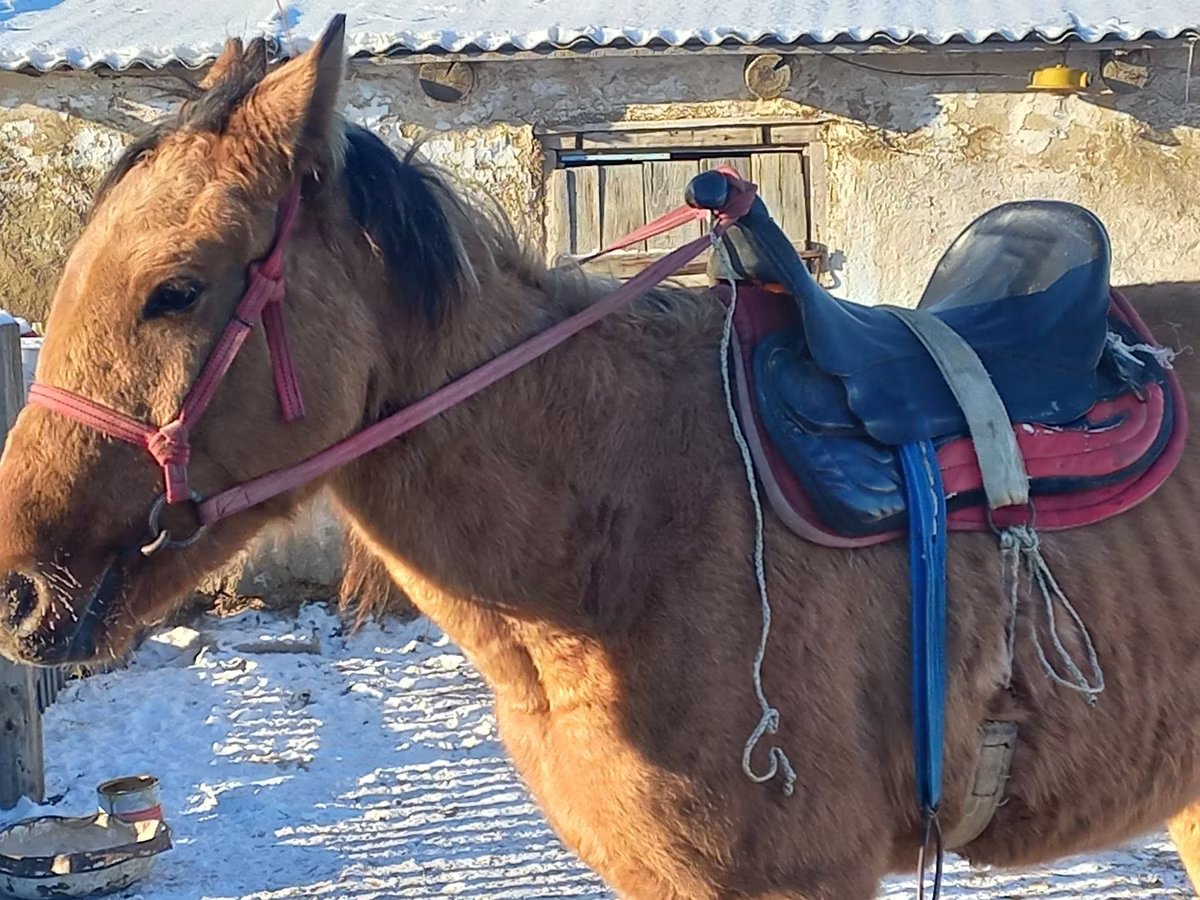 Kazakh horse