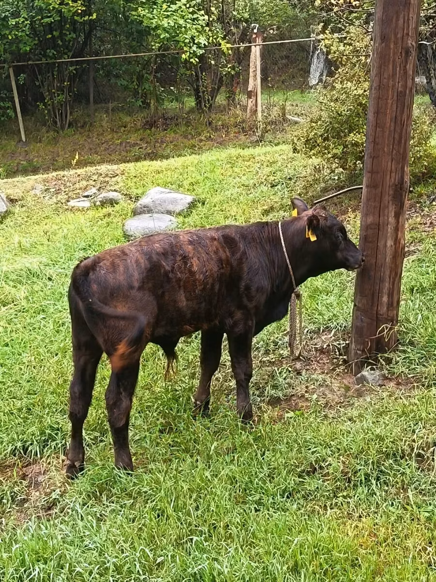 Aberdeen-Angus