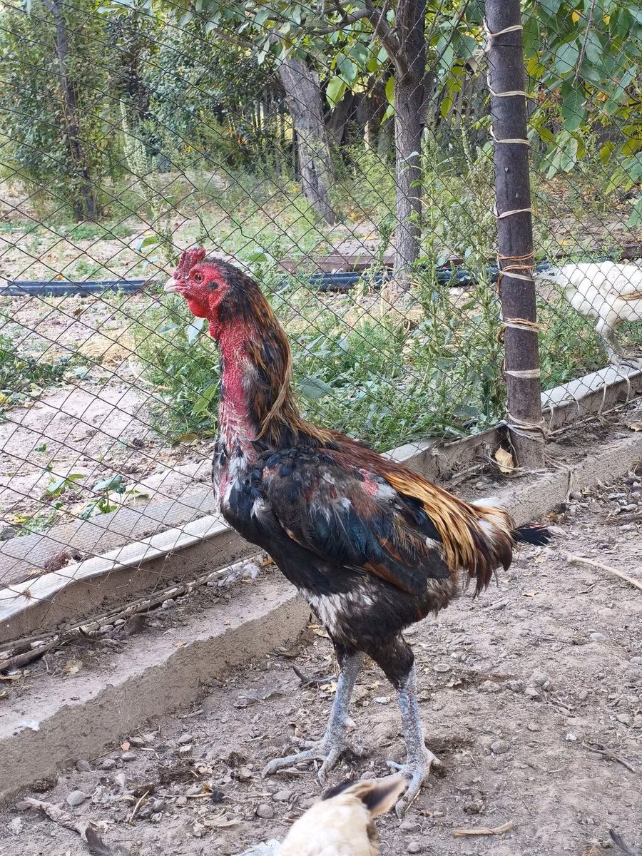 Derbiširska crvenokapa