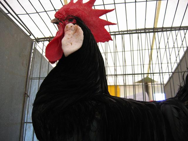 Menorka