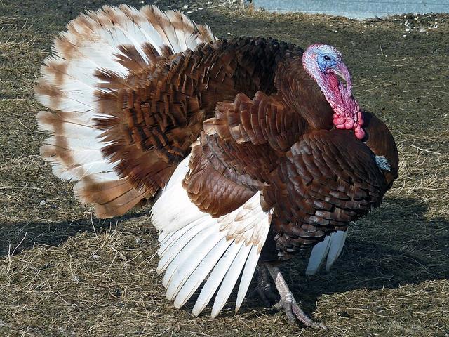 Burbonska Crvena