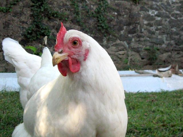 White Ajslend