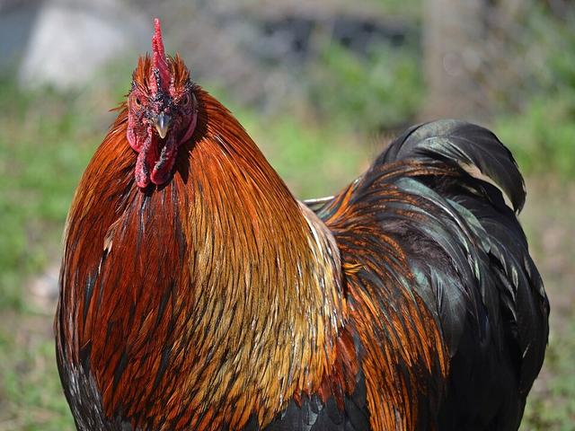 Pekinška bantam