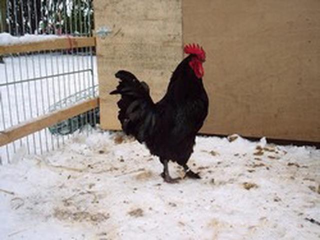 Ester