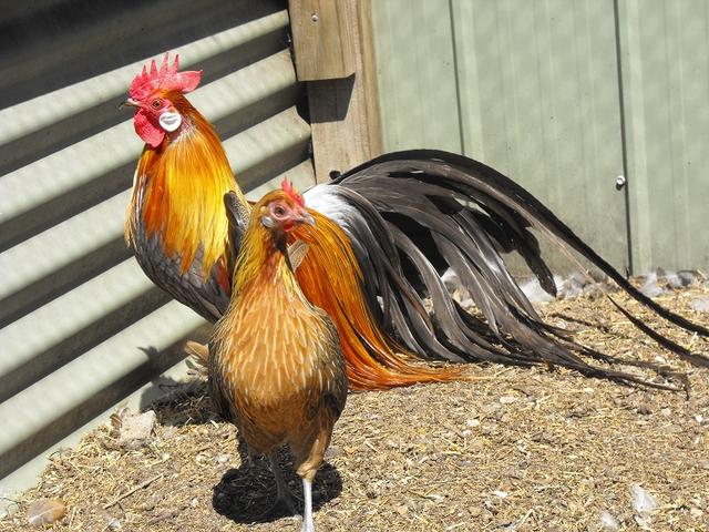 Fenix
