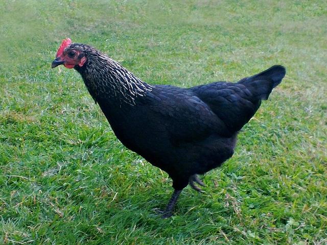 Norfolk siva