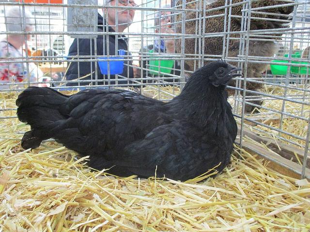Ajam cemani