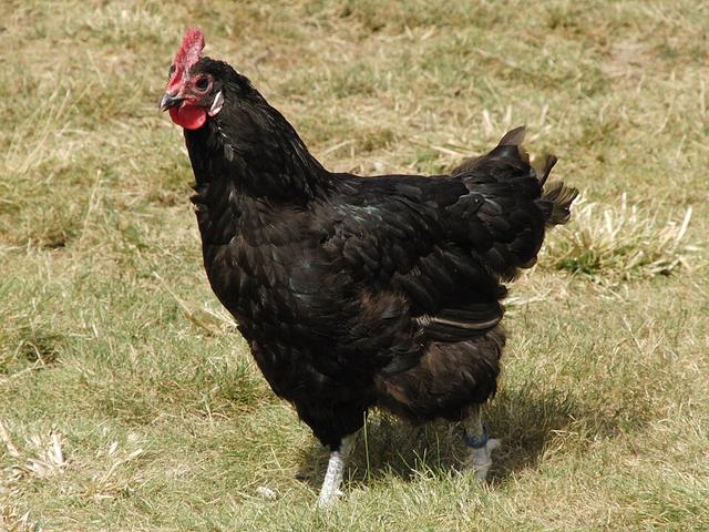 Barbezjo